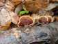 Bársonyos réteggomba (Stereum subtomentosum), Mecsek